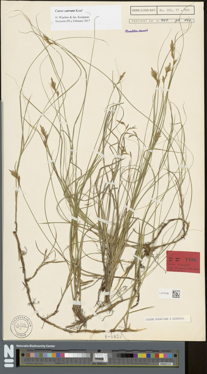 Carex × parentii