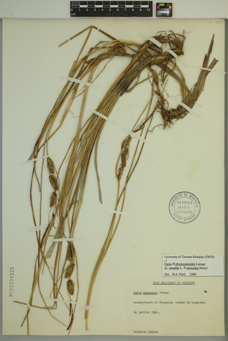 Sedge photo 5