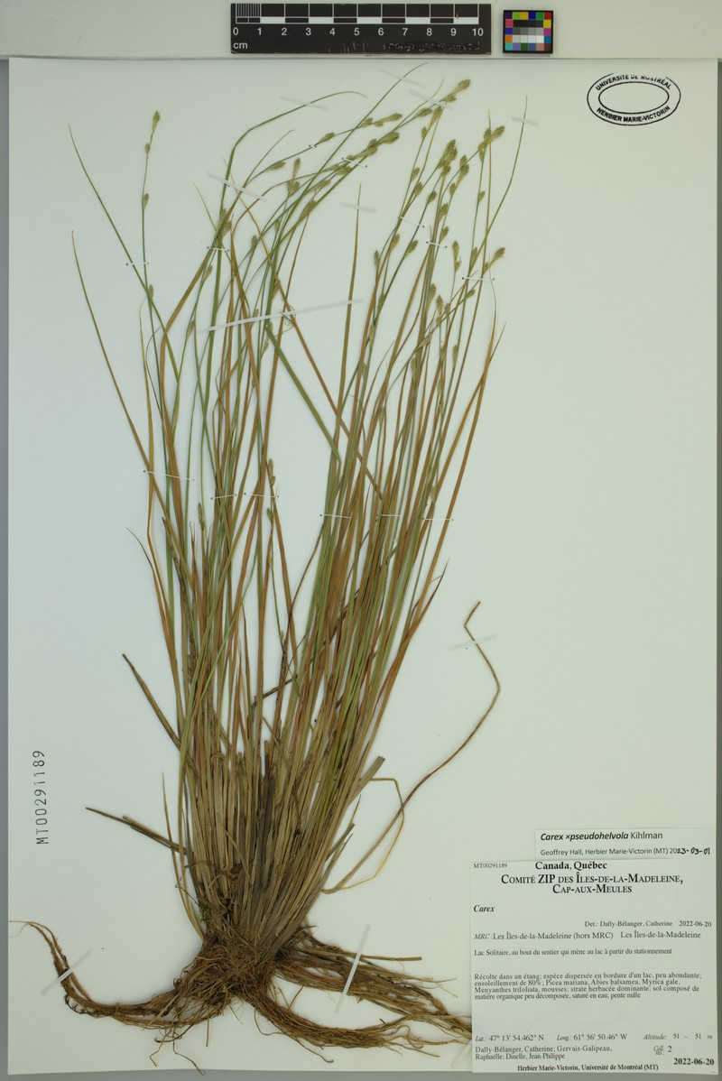 Sedge