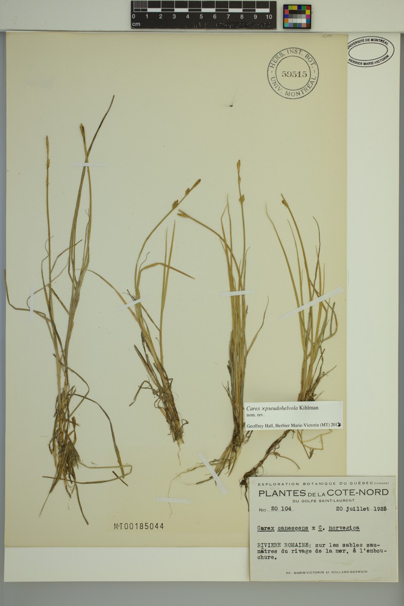 Sedge photo 2