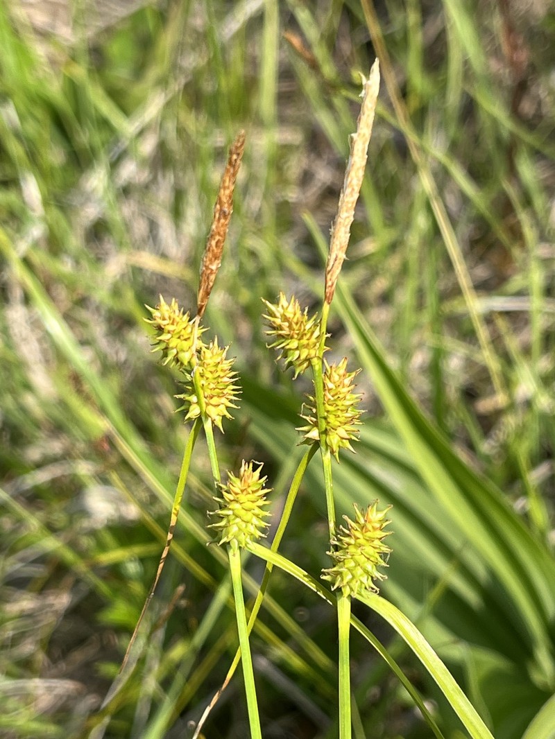 Carex × ruedtii