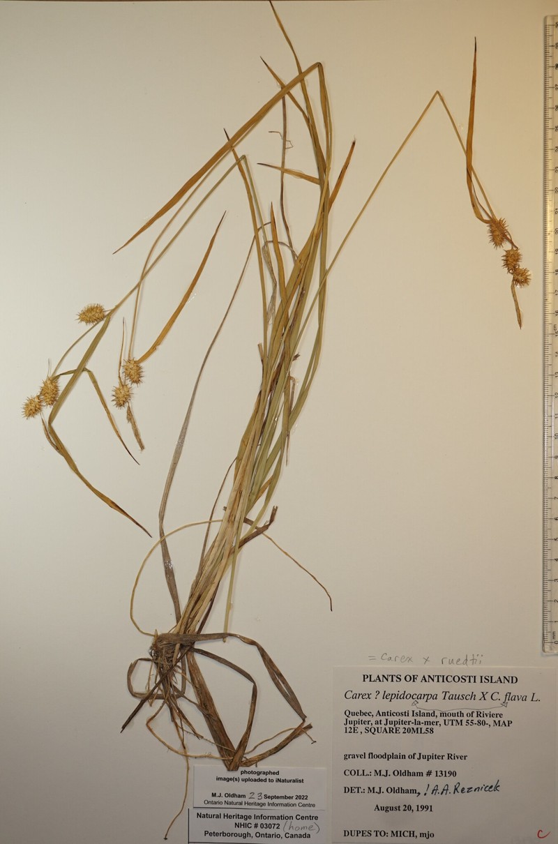Carex × ruedtii photo 2