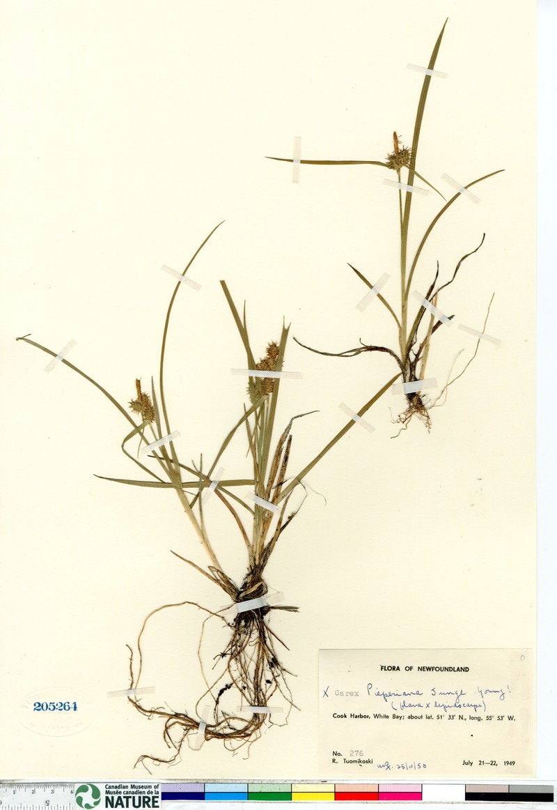 Carex × ruedtii photo 3