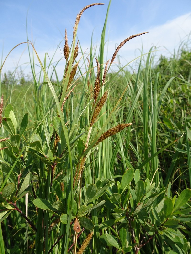 Saxen's Sedge photo 8