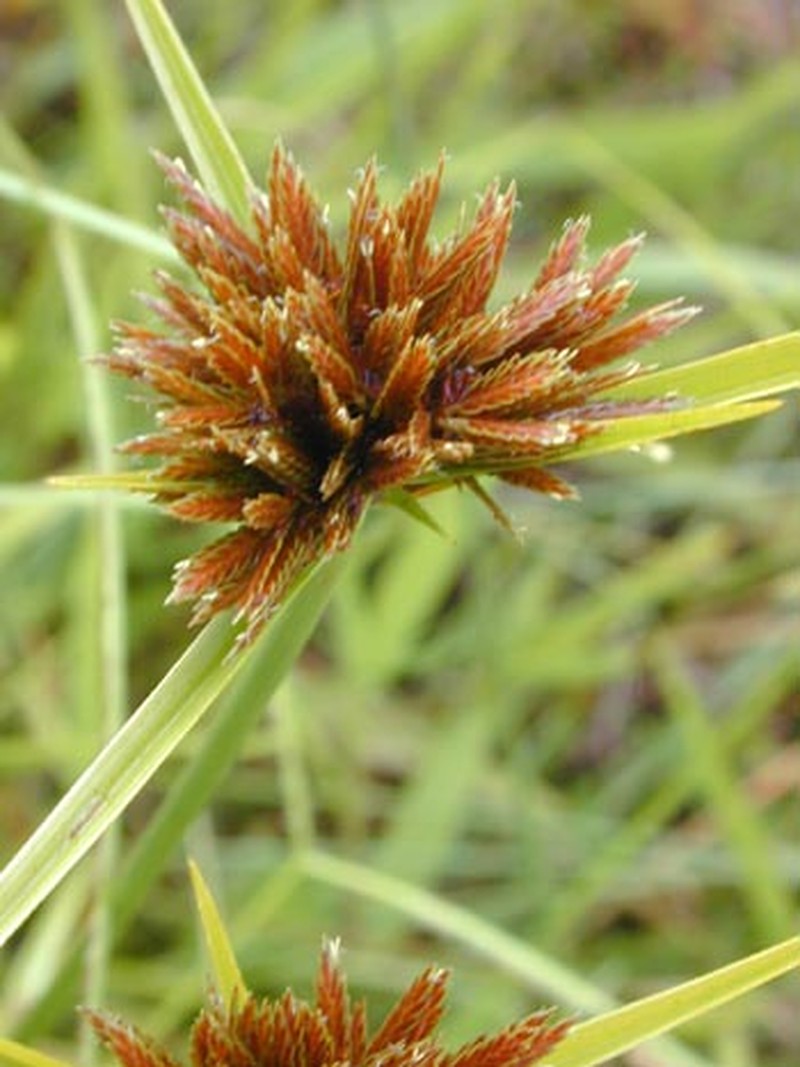 Sedge