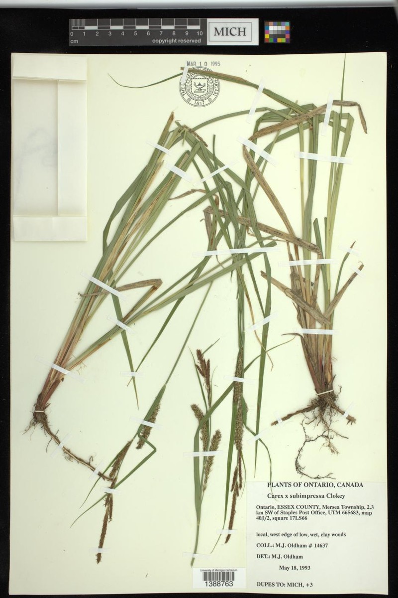Sedge