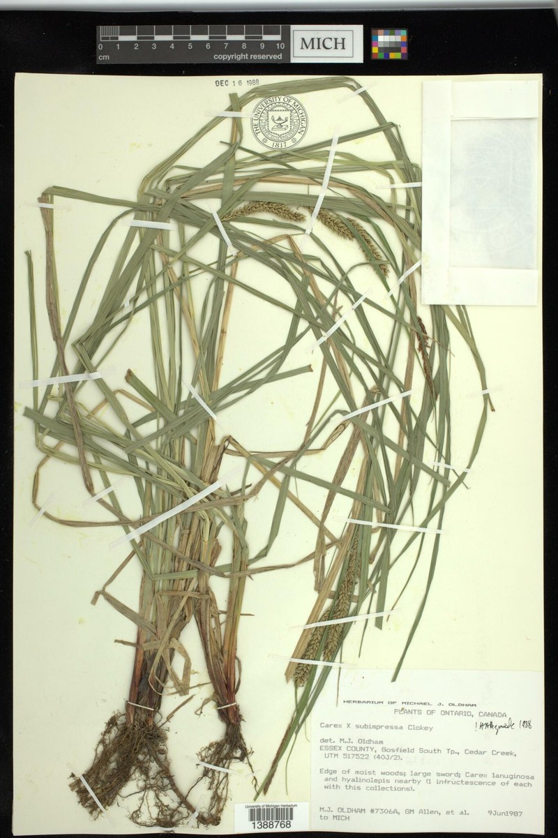 Sedge photo 2