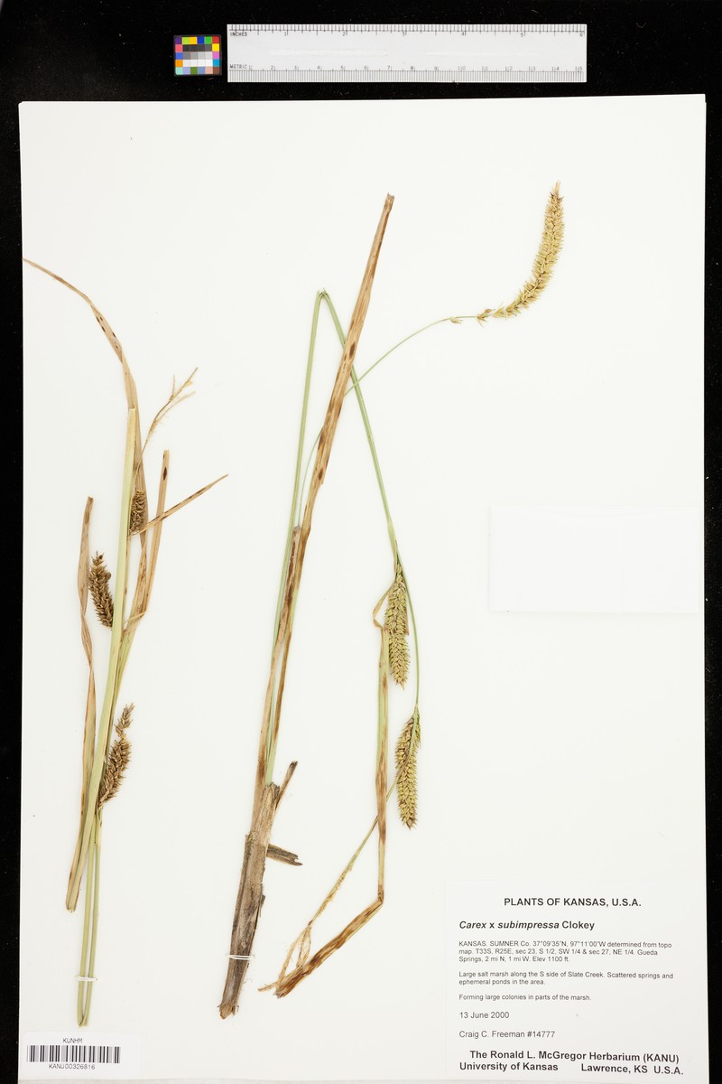 Sedge photo 3