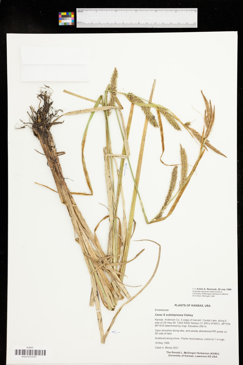 Sedge photo 4