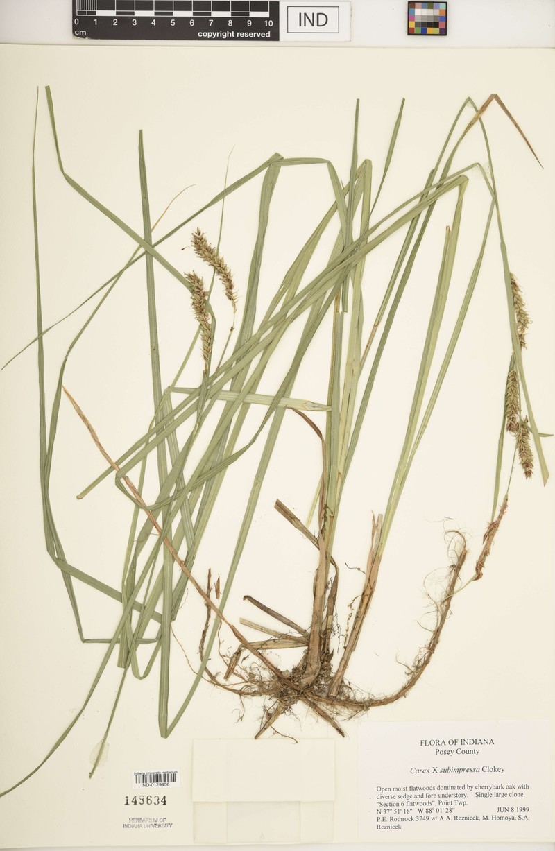 Sedge photo 5