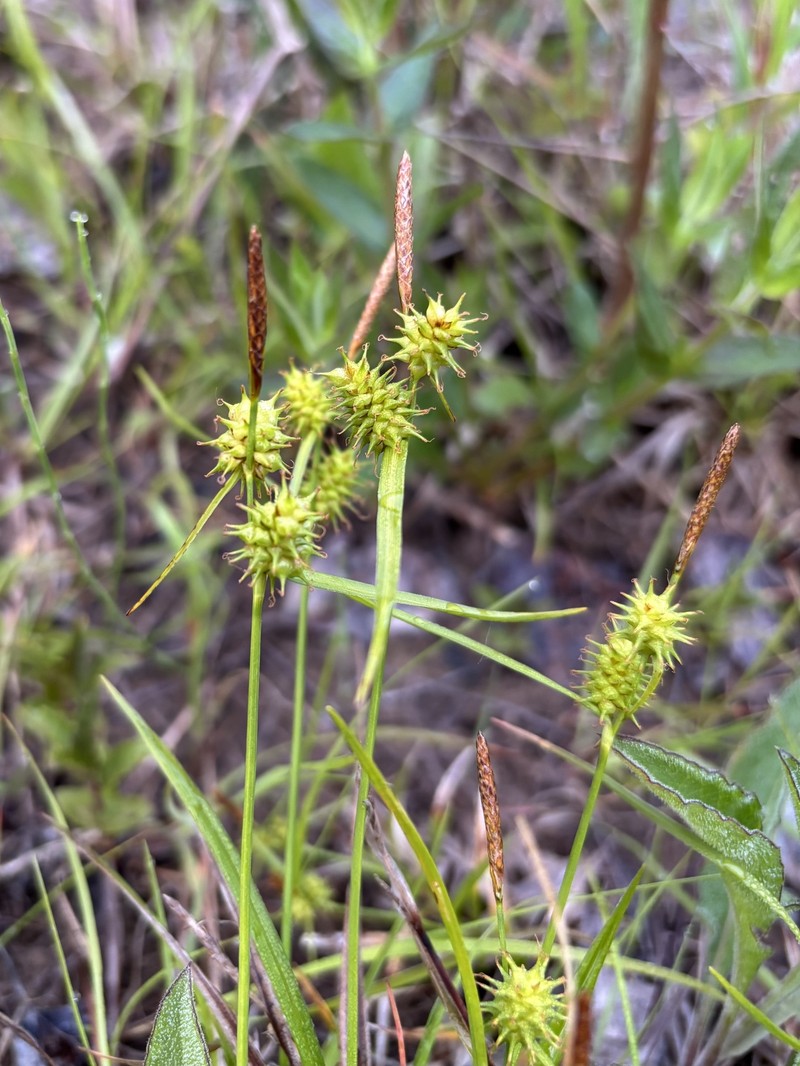 Sedge