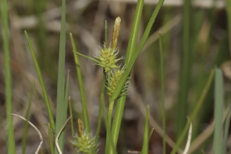 Sedge photo 2