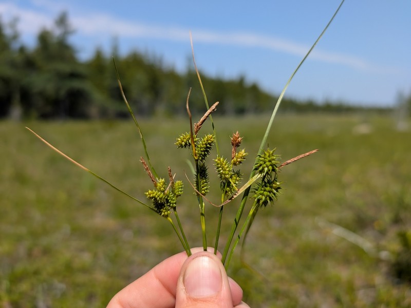 Sedge photo 3