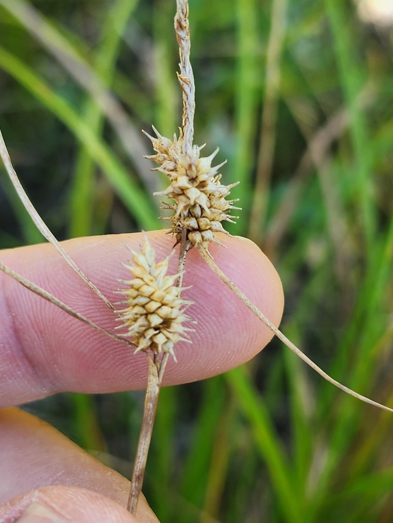 Sedge photo 4