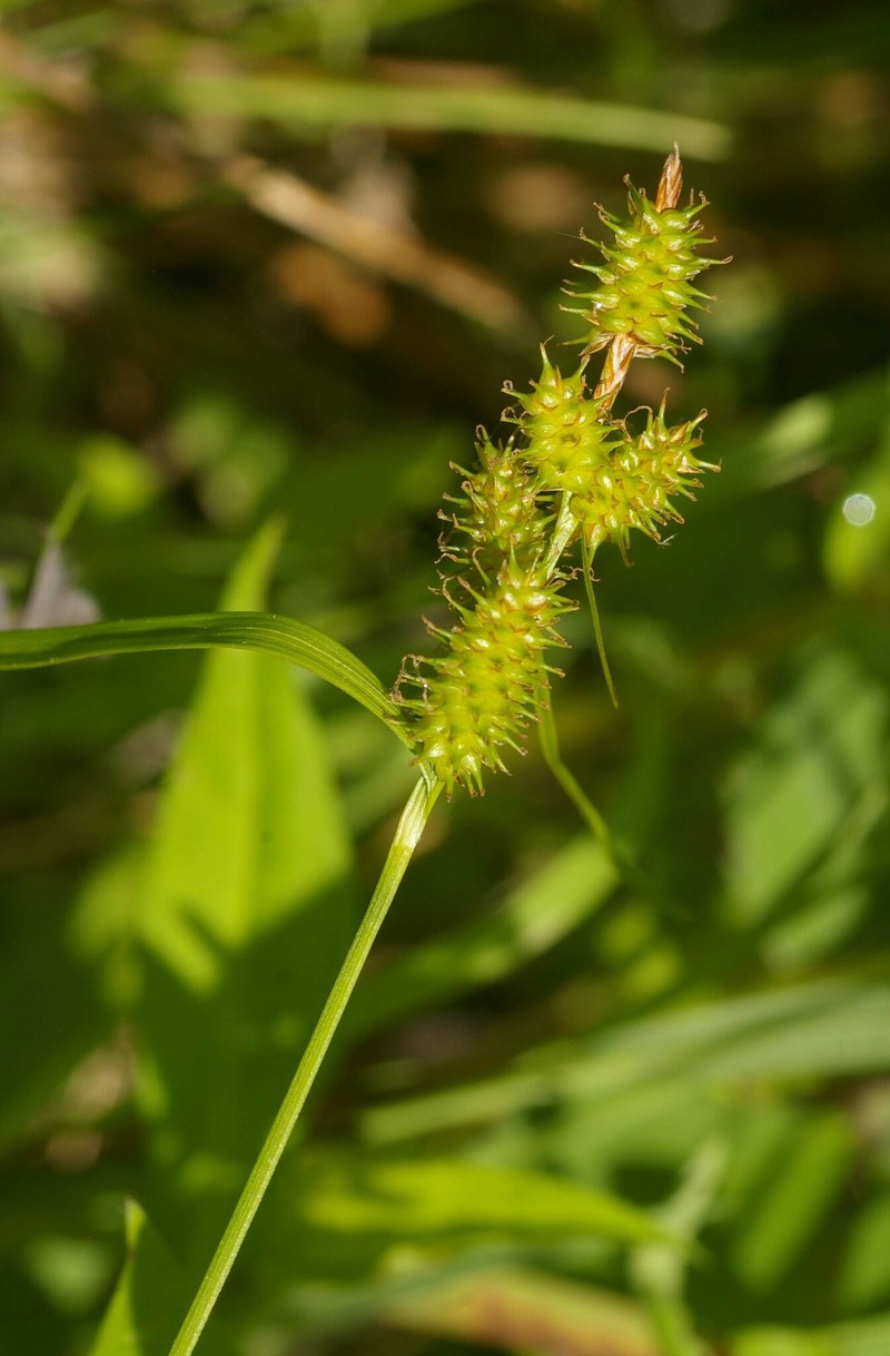 Sedge photo 5