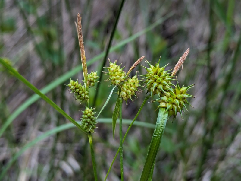 Sedge photo 6