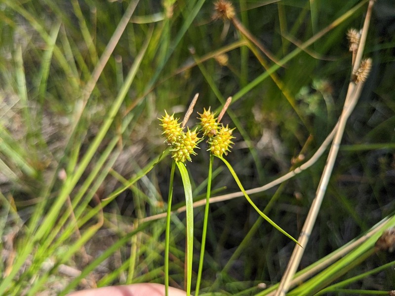 Sedge photo 7