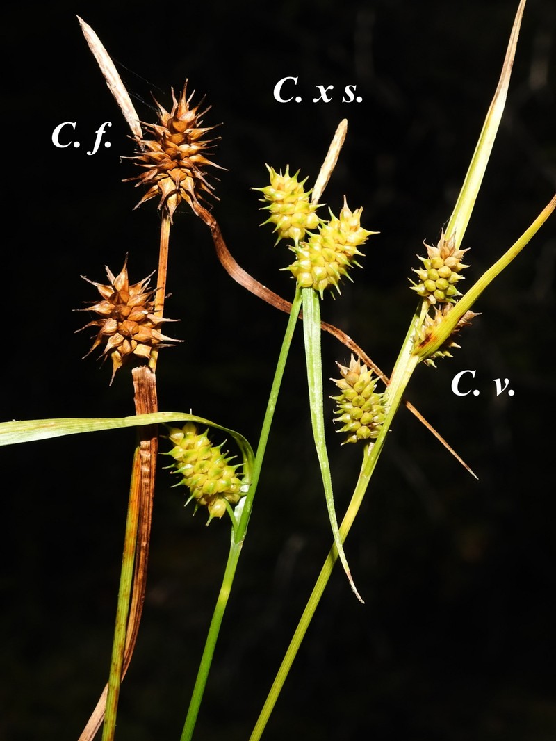 Sedge photo 8