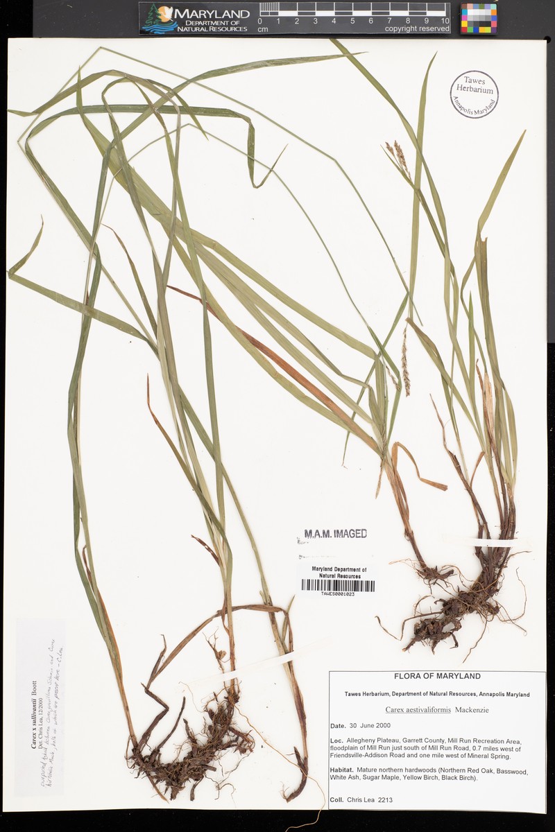 Sedge photo 4