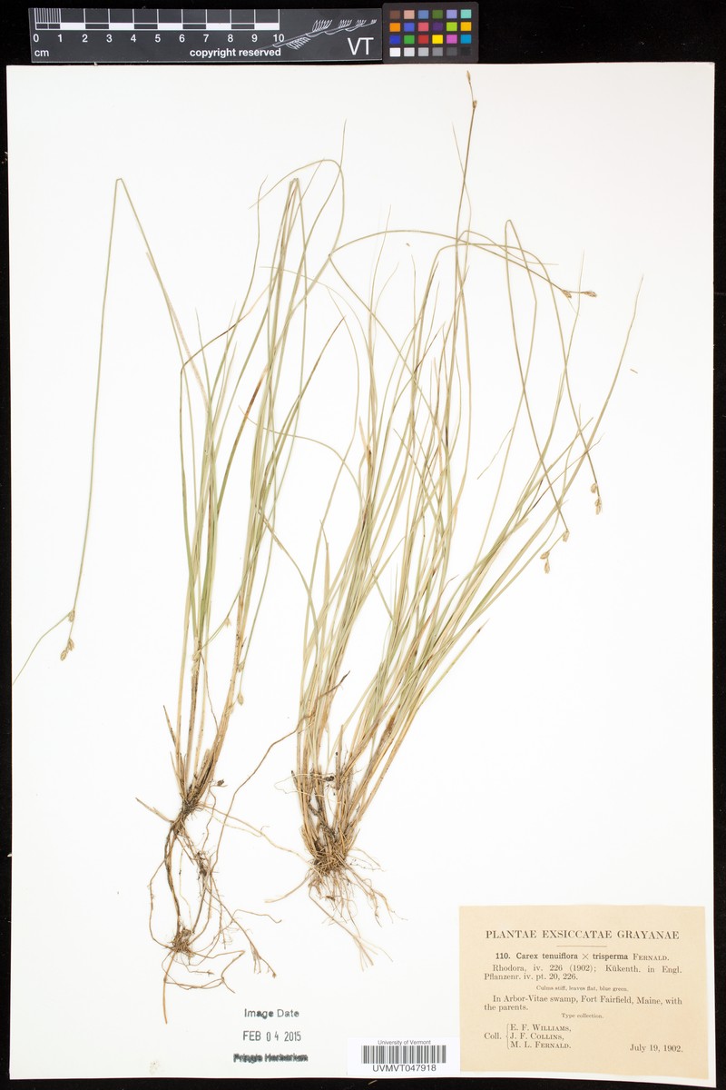 Sedge