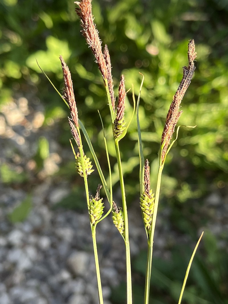Krause's Sedge