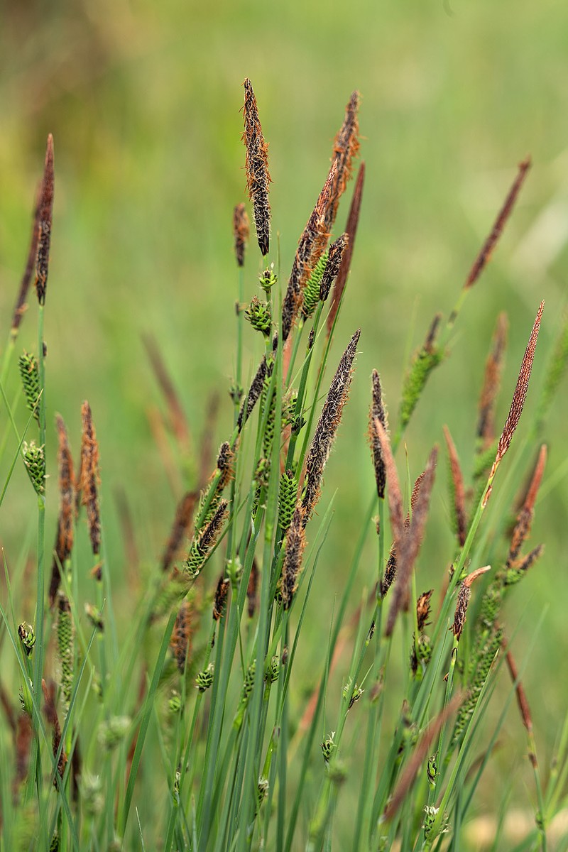 Krause's Sedge photo 2