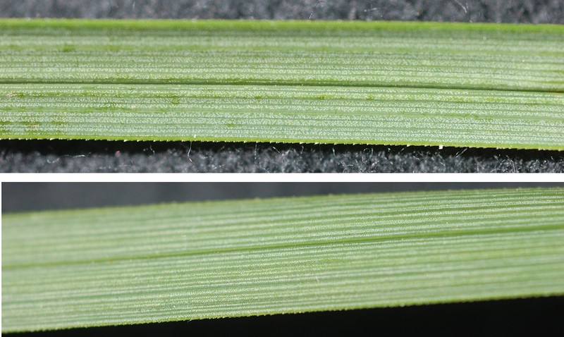 Krause's Sedge photo 3