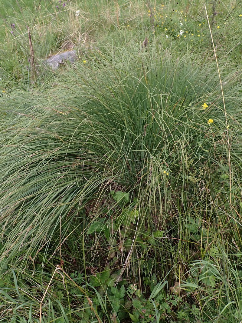 Krause's Sedge photo 4
