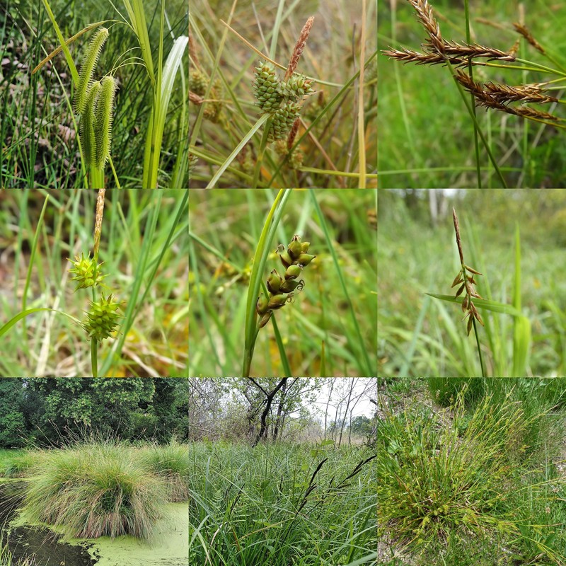 Sedge photo 4