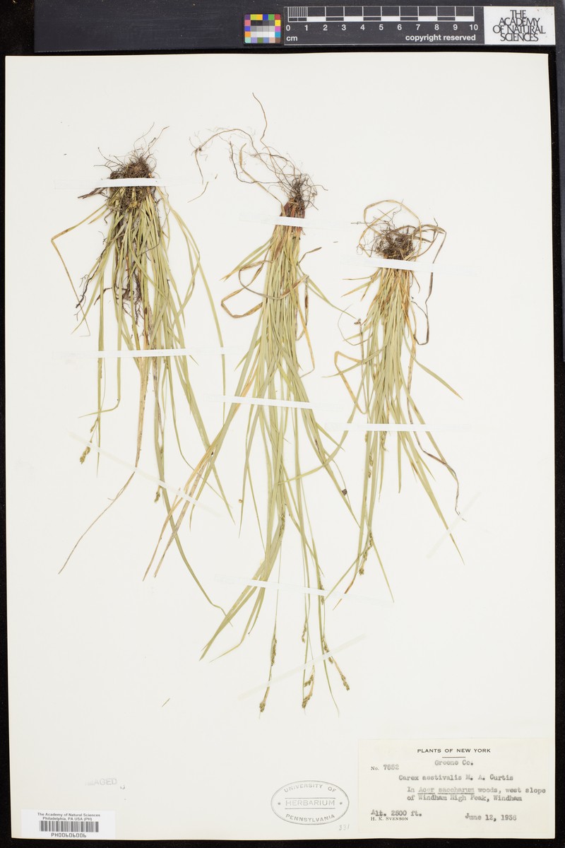 Sedge