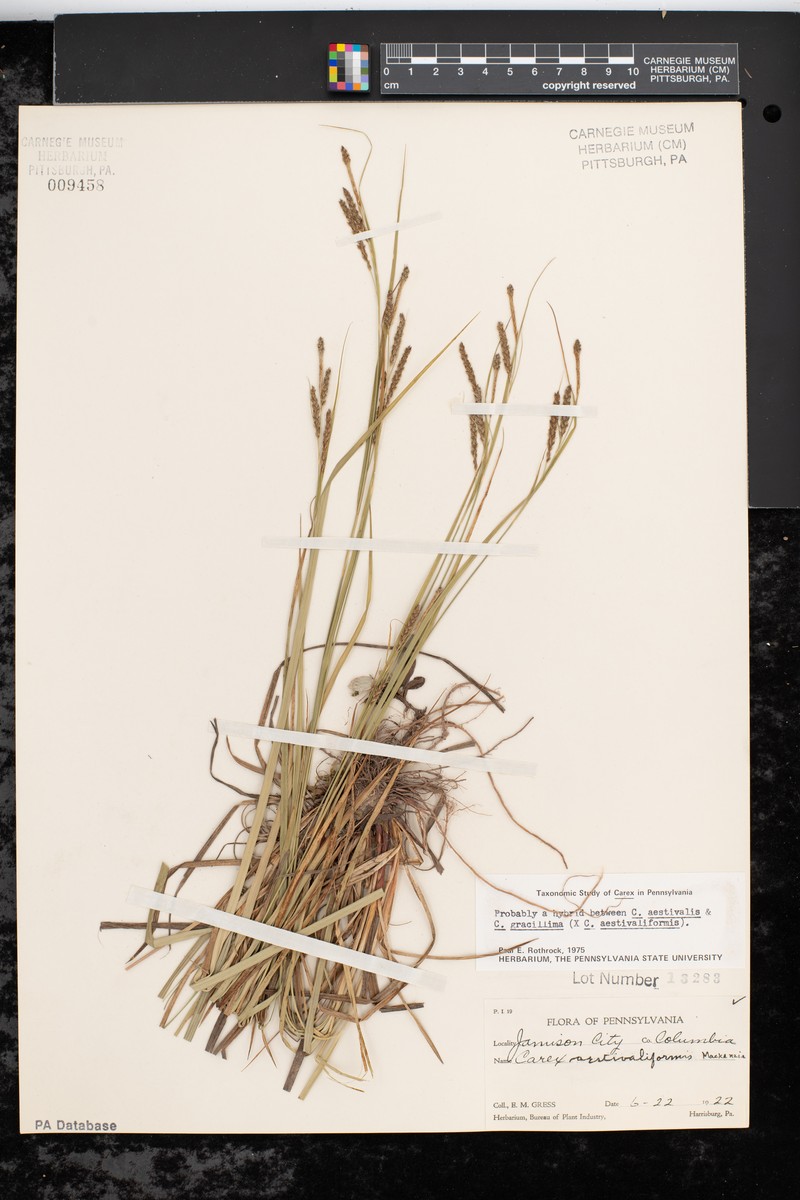 Sedge photo 2