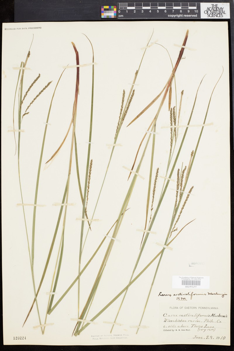 Sedge photo 4