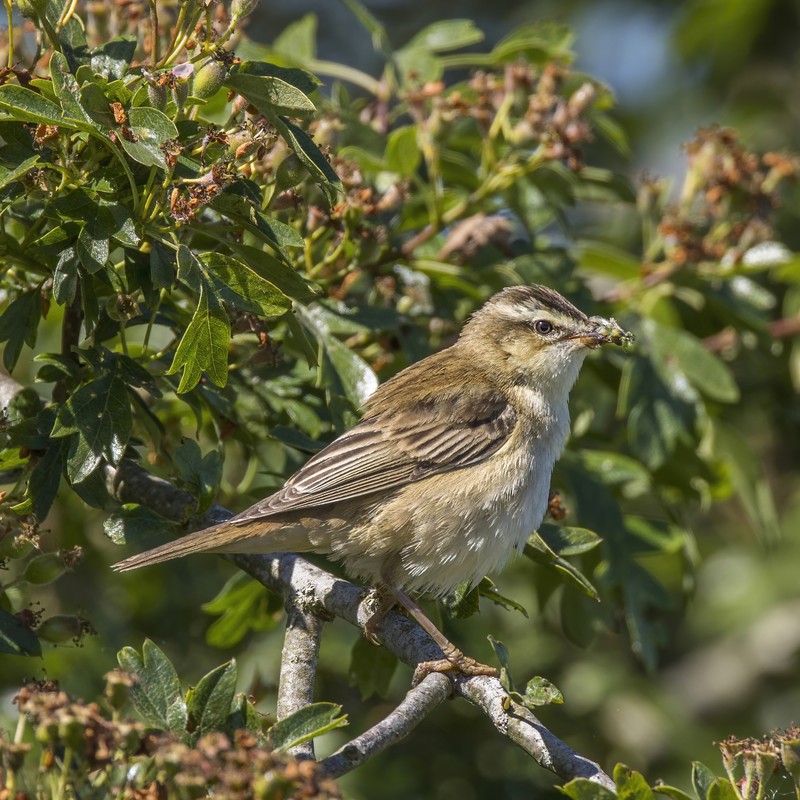 Sedge photo 3