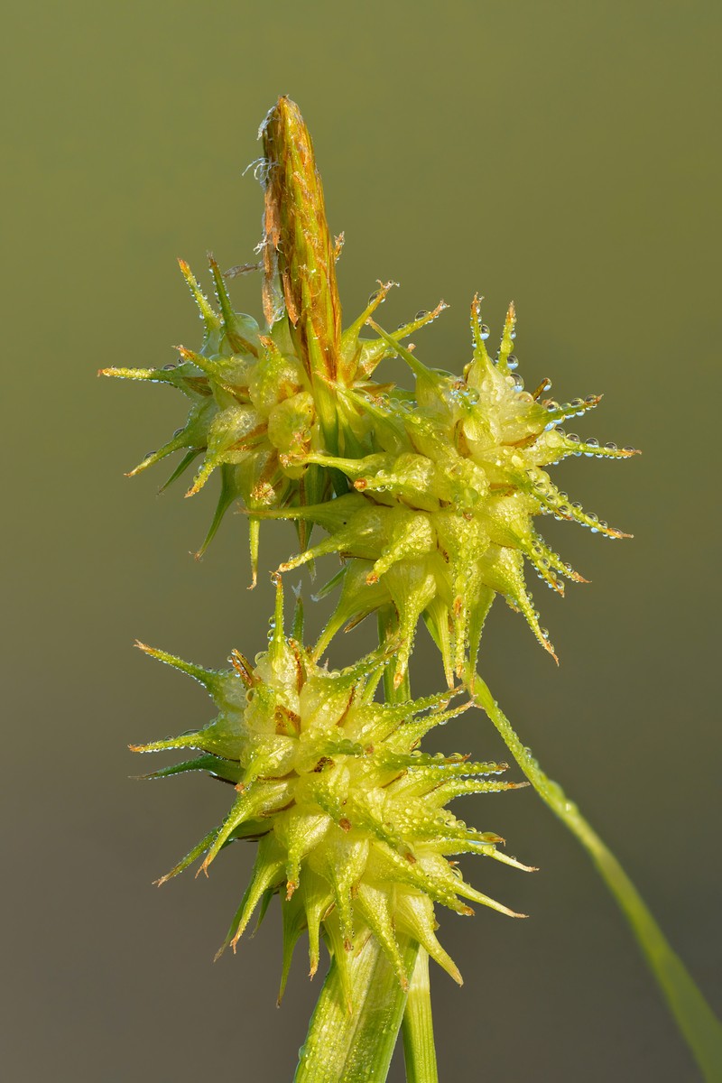 Sedge photo 5