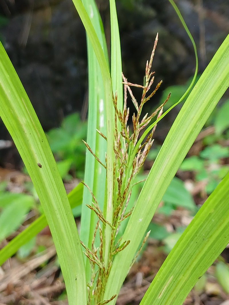 Sedge photo 6