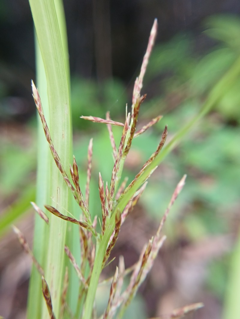 Sedge photo 7