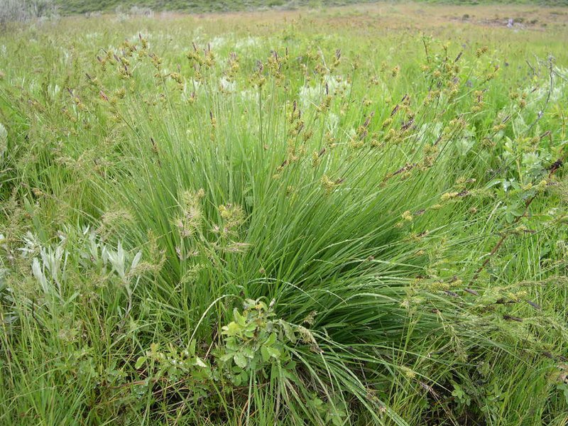 Indian Valley Sedge