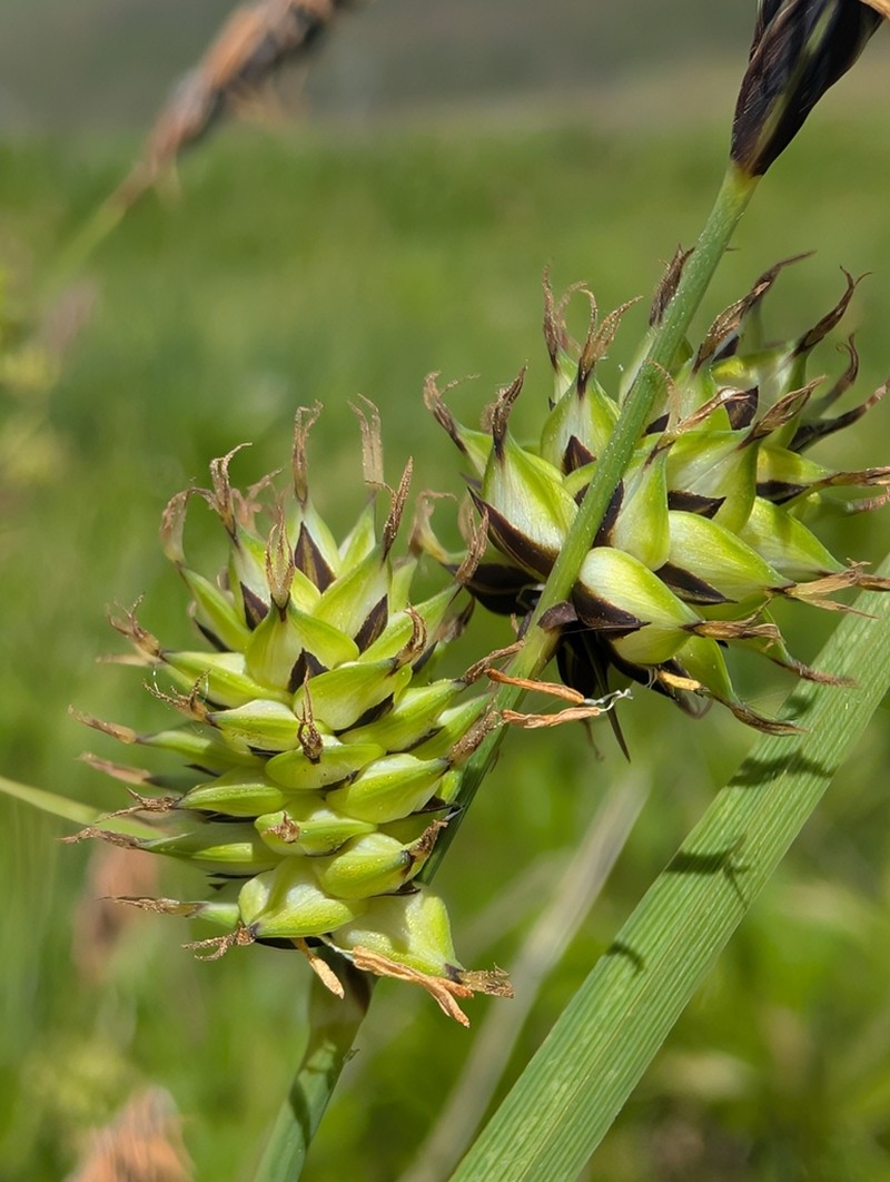 Indian Valley Sedge photo 3