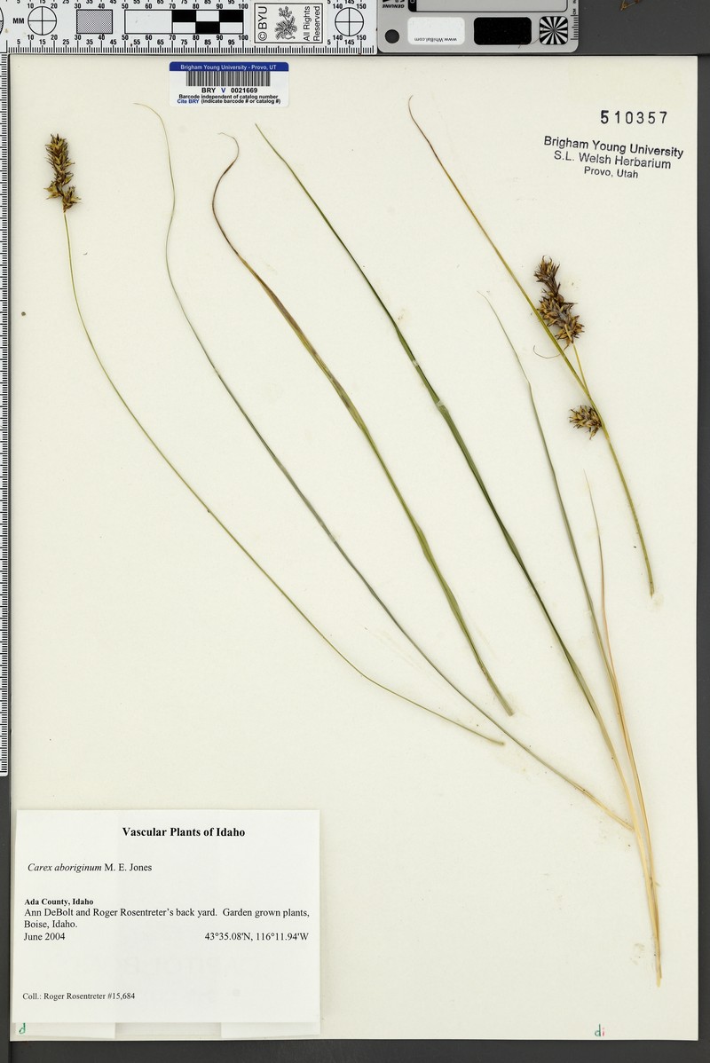 Indian Valley Sedge photo 5