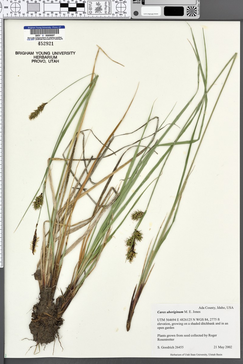 Indian Valley Sedge photo 6