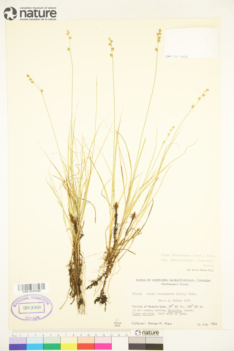 Indian Valley Sedge photo 7