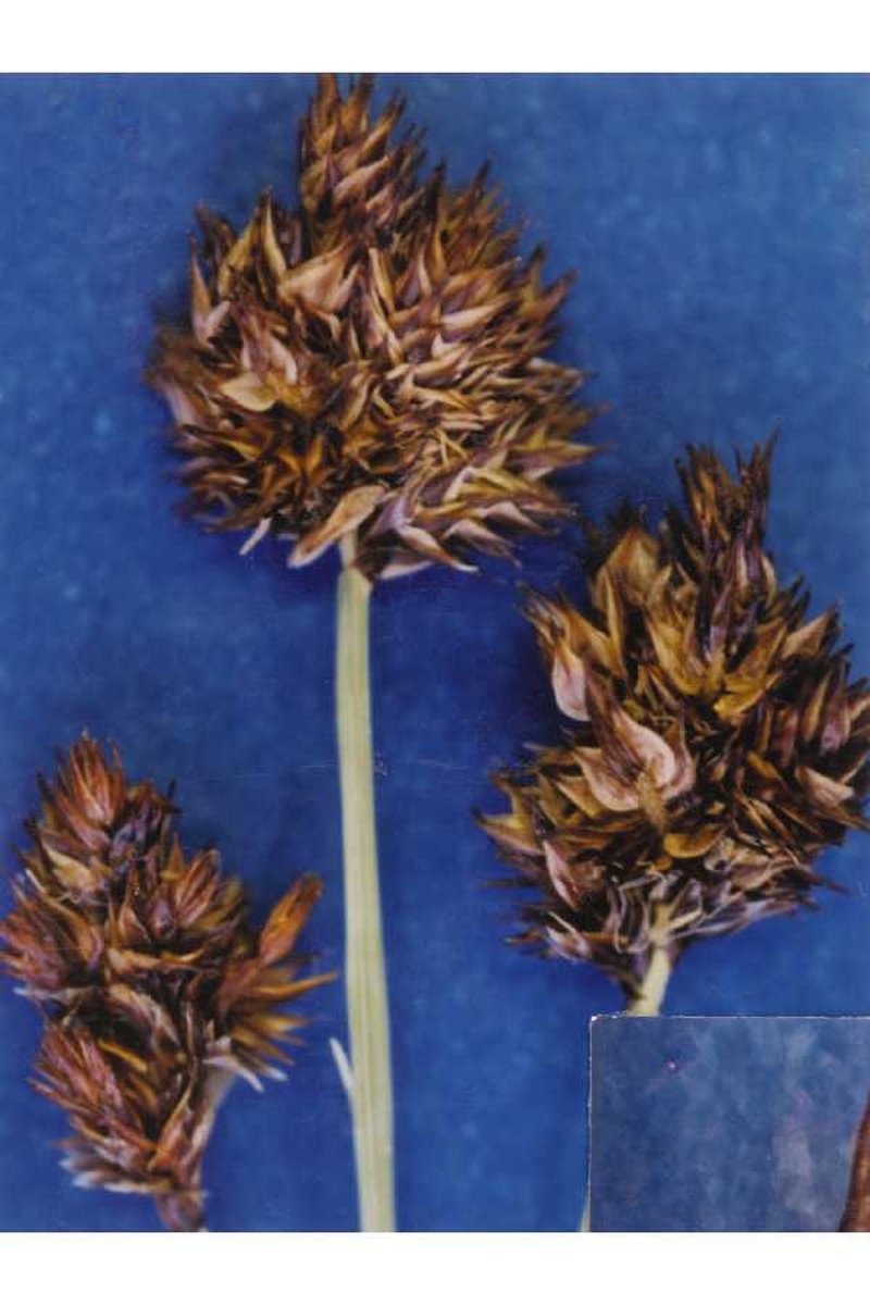 Abruptbeak Sedge