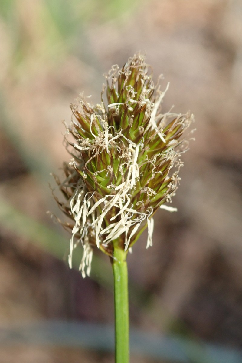 Abruptbeak Sedge photo 3