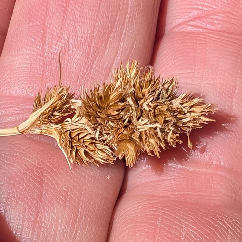 Abruptbeak Sedge photo 4