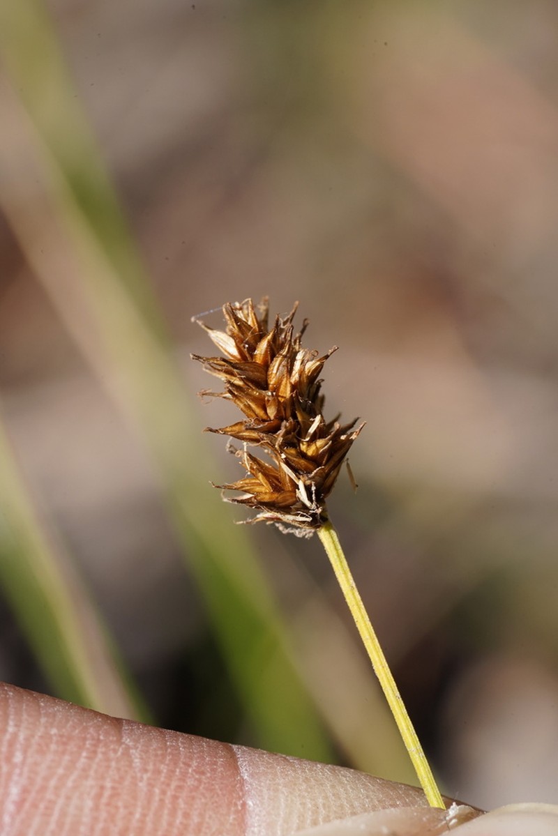 Abruptbeak Sedge photo 5