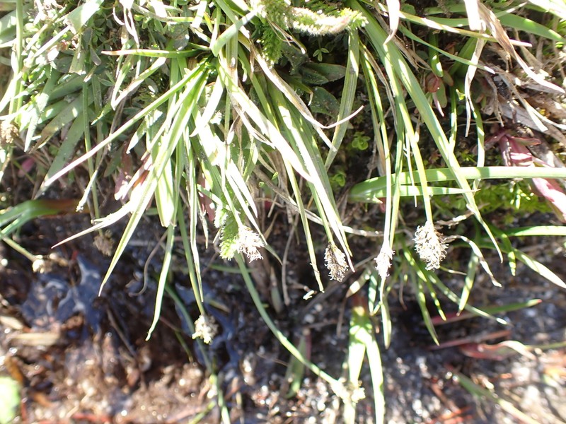 Abruptbeak Sedge photo 6