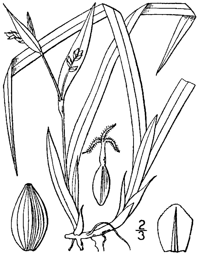Thicket Sedge