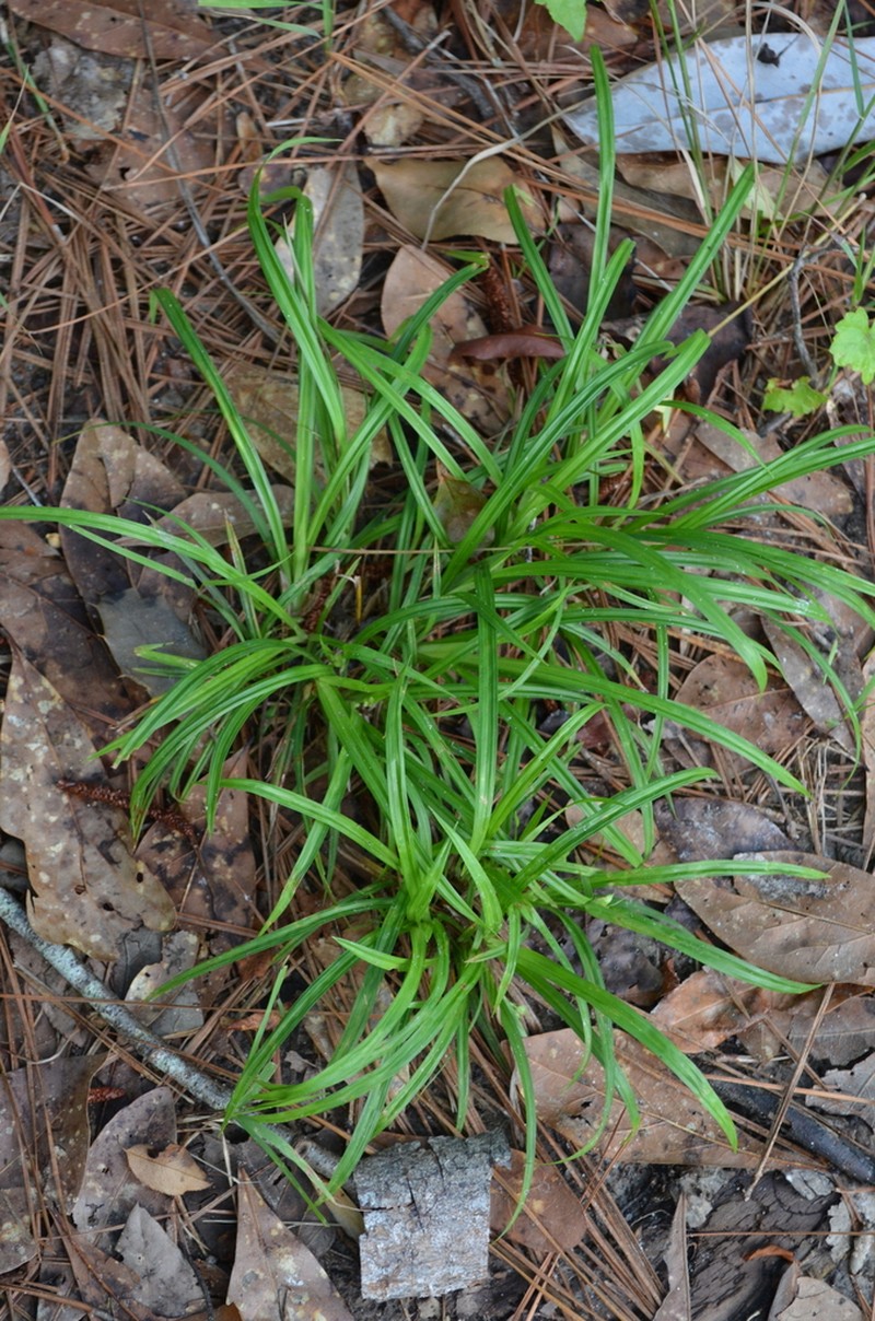 Thicket Sedge photo 2