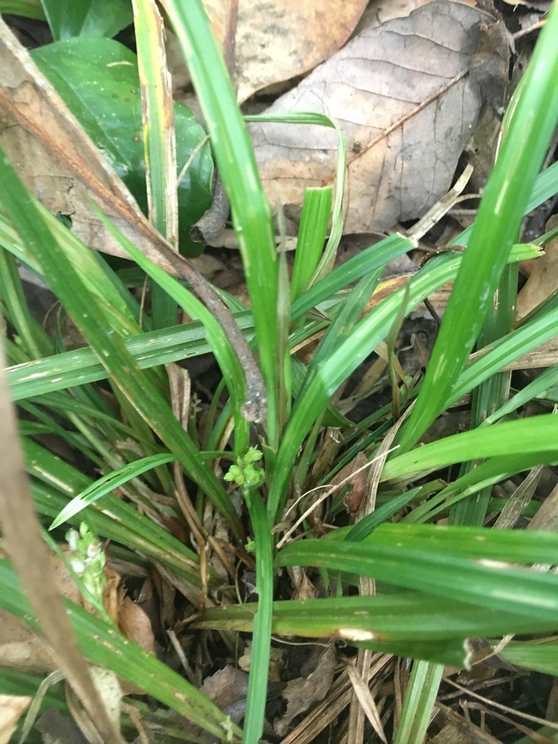 Thicket Sedge photo 4