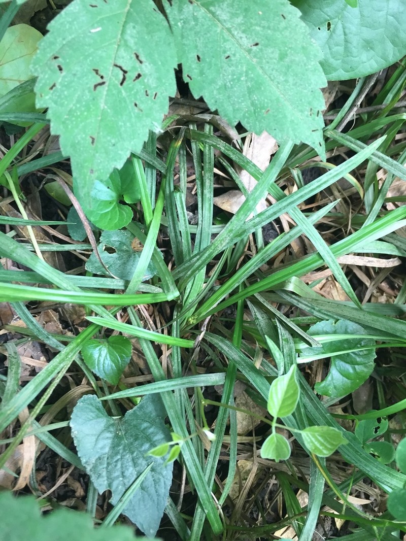 Thicket Sedge photo 6